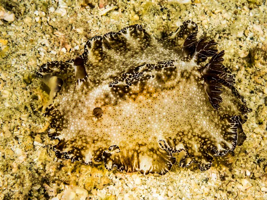 Discodoris boholiensis